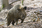 wild hog