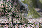 wild hog