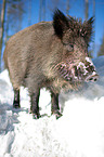 wild hog