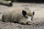 wild hog