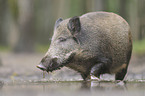 wild hog