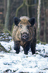 wild hog