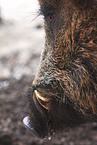 wild hog mouth