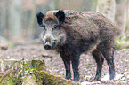 wild hog