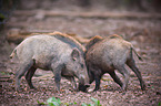 wild boars