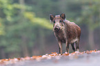 wild boar