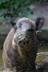 wild boar