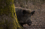 wildboar