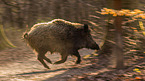 wildboar