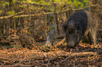 wildboar