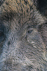 wild boar