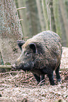 wild boar
