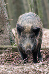 wild boar