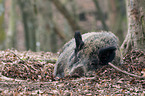 wild boar