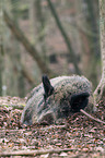 wild boar