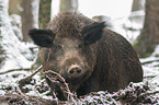 wild boar