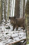 wild boar