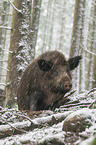 wild boar
