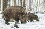 wild boars