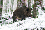 wild boar
