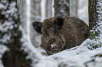 wild boar