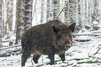 wild boar