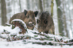 wild boars