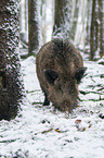 wild boar