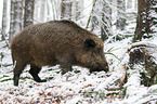 wild boar