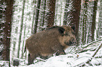 wild boar