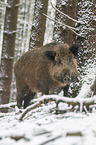 wild boar