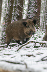 wild boar