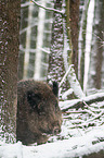 wild boar