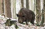 wild boar