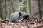 wild boar