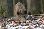 wild boar