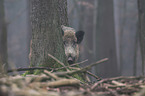 wild boar