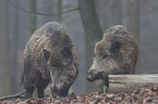 wild boars