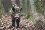 wild boar