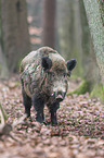 wild boar