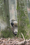 wild boar