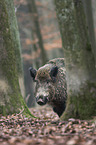 wild boar