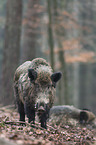 wild boar