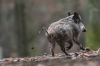 wild boar