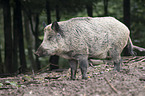 wild boar