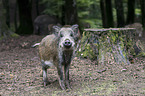 wild boar
