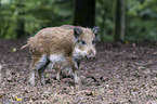 wild boar