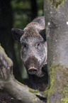 wild boar