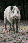 wild boar