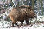 wild boar